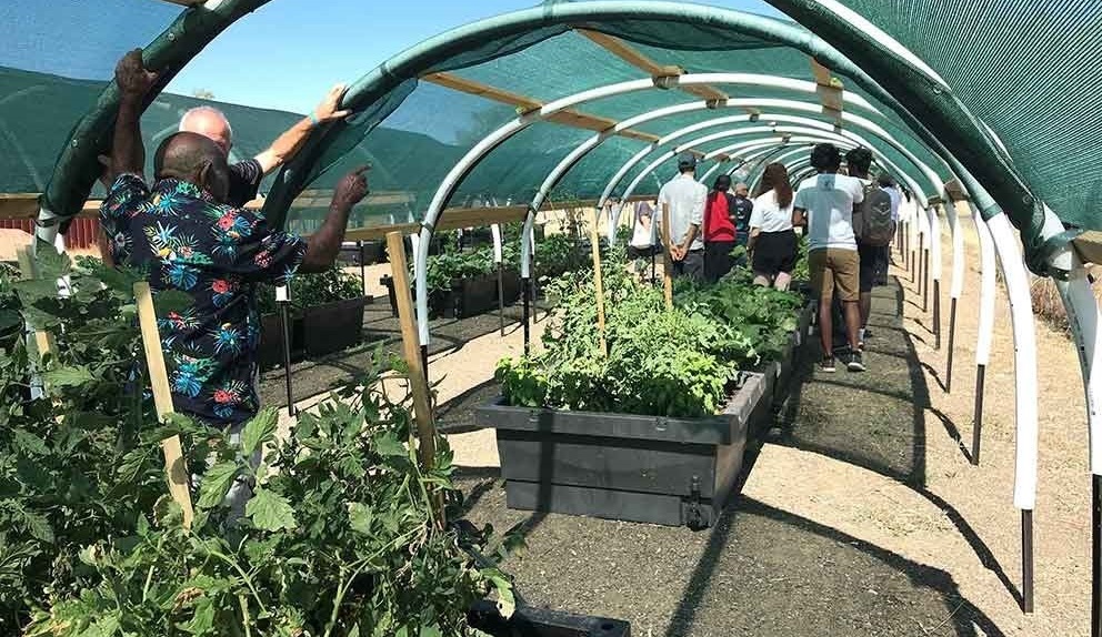 Water-resilient Community Garden Increases Food Security | AdaptNSW